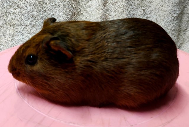 Little Boys &amp; Girls - Guinea Pig Small & Furry