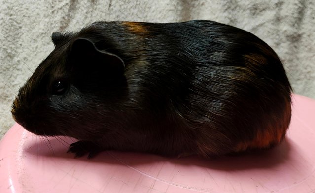 Little Boys &amp; Girls - Guinea Pig Small & Furry