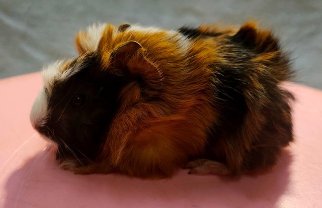 Little Boys &amp; Girls - Guinea Pig Small & Furry