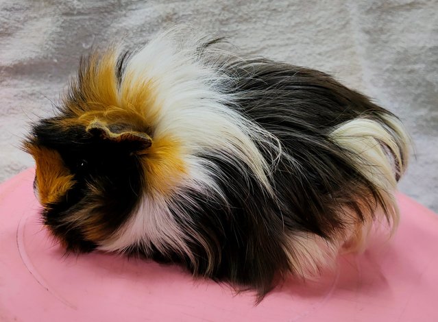 Little Boys &amp; Girls - Guinea Pig Small & Furry
