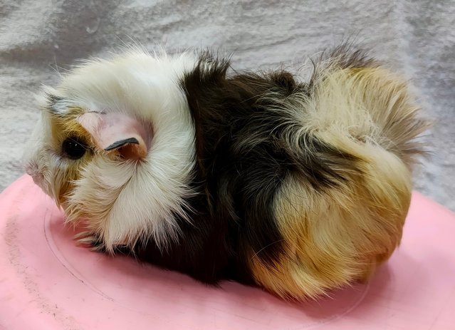 Little Boys &amp; Girls - Guinea Pig Small & Furry