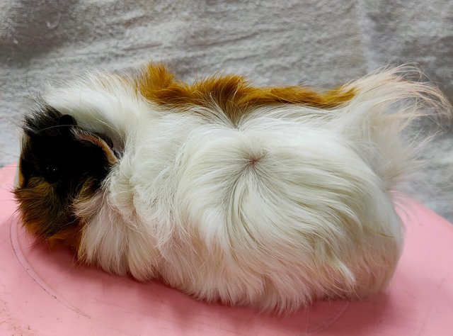 Little Boys &amp; Girls - Guinea Pig Small & Furry