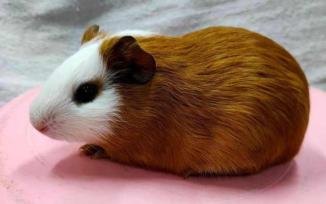 Little Boys &amp; Girls - Guinea Pig Small & Furry