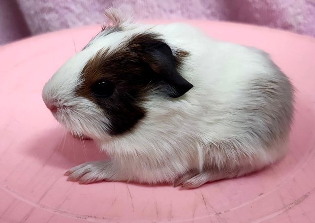 Little Boys &amp; Girls - Guinea Pig Small & Furry