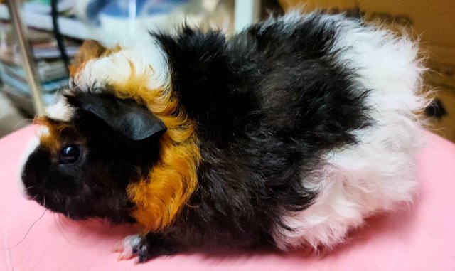 Little Boys &amp; Girls - Guinea Pig Small & Furry