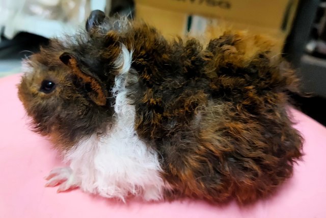 Little Boys &amp; Girls - Guinea Pig Small & Furry