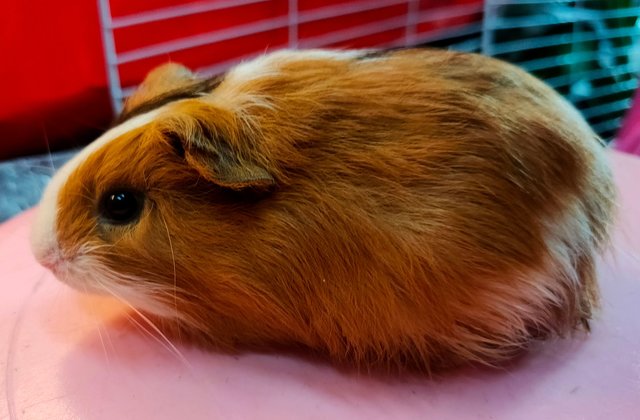 Little Boys &amp; Girls - Guinea Pig Small & Furry