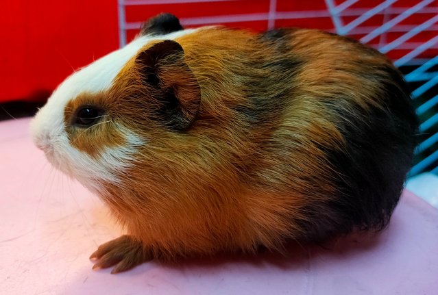 Little Boys &amp; Girls - Guinea Pig Small & Furry
