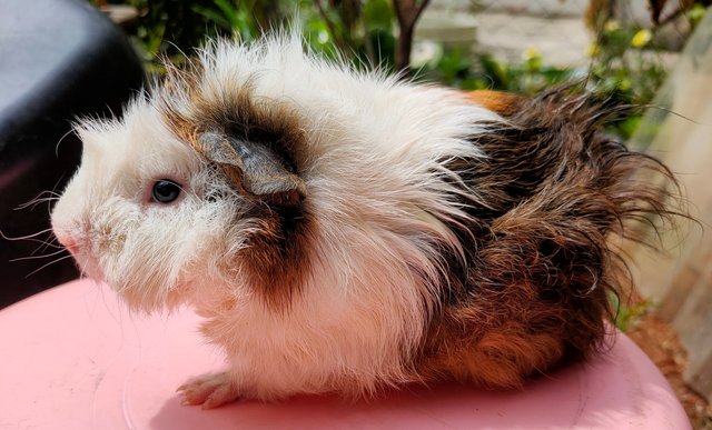 Little Boys &amp; Girls - Guinea Pig Small & Furry