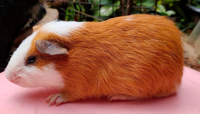 Little Boys &amp; Girls - Guinea Pig Small & Furry