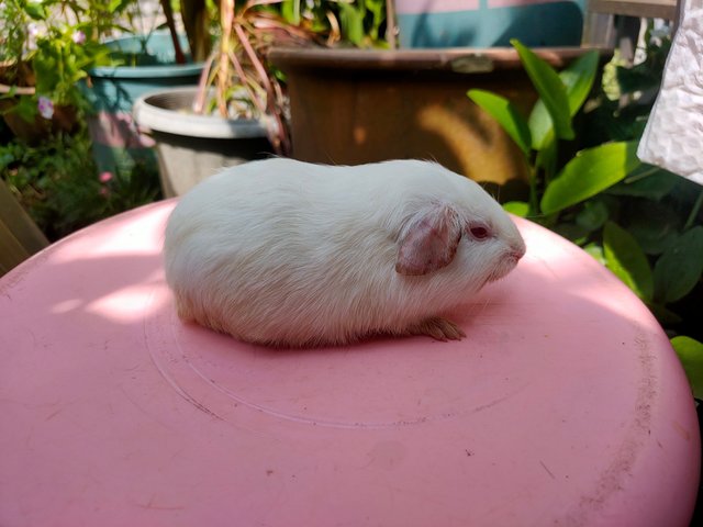 Little Boys &amp; Girls - Guinea Pig Small & Furry