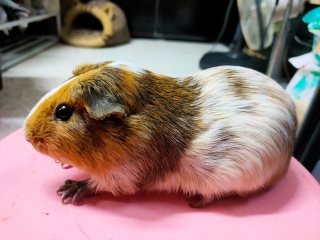 Little Boys &amp; Girls - Guinea Pig Small & Furry