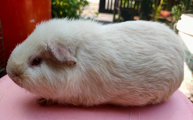 Little Boys &amp; Girls - Guinea Pig Small & Furry