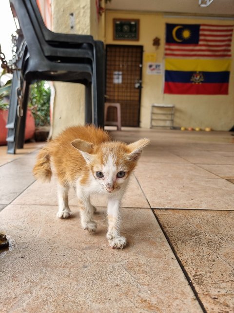 Vins - Domestic Medium Hair Cat