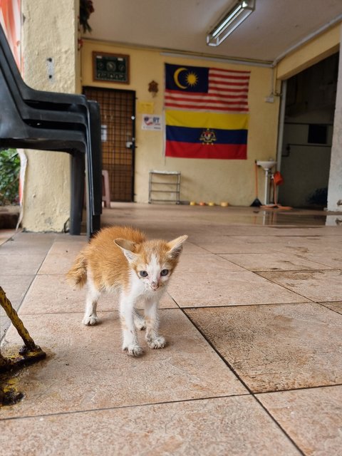 Vins - Domestic Medium Hair Cat
