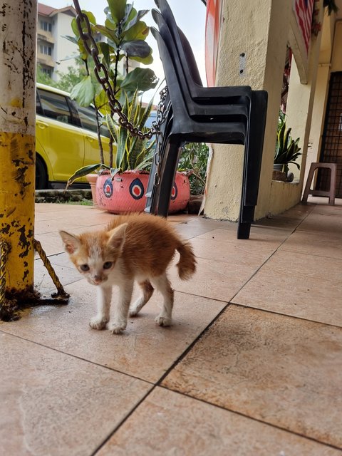 Vins - Domestic Medium Hair Cat