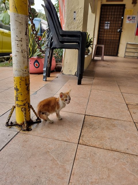 Vins - Domestic Medium Hair Cat