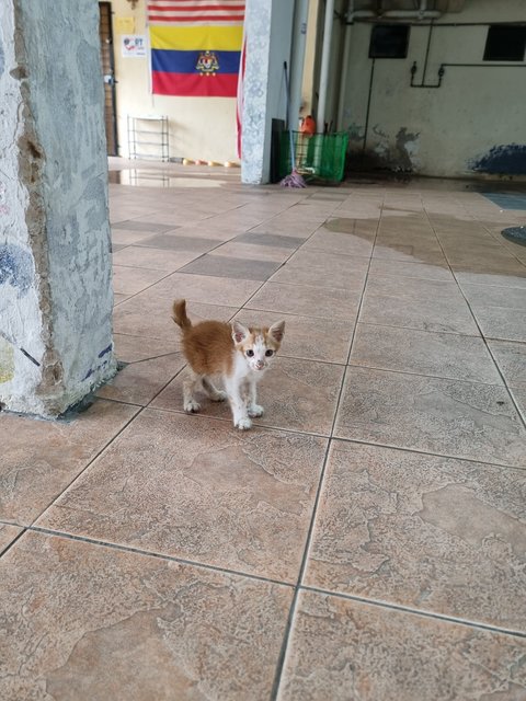 Vins - Domestic Medium Hair Cat