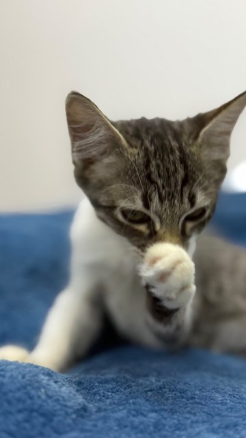 Mambo  - Domestic Short Hair Cat