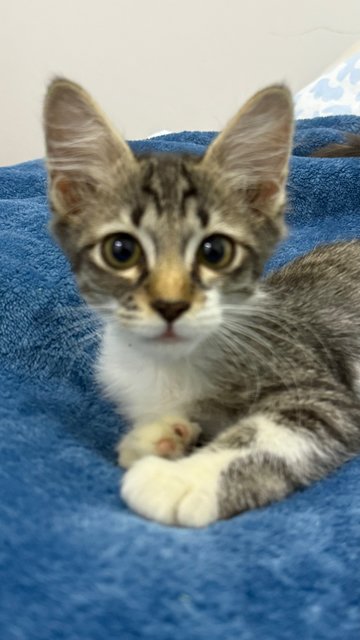 Mambo  - Domestic Short Hair Cat