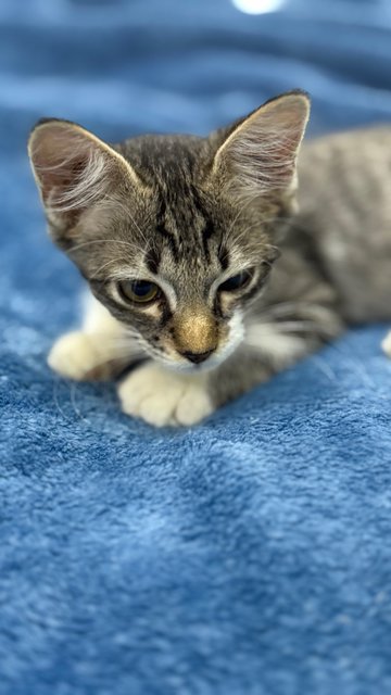 Mambo  - Domestic Short Hair Cat
