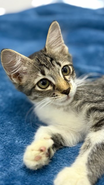 Mambo  - Domestic Short Hair Cat