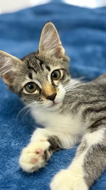 Mambo  - Domestic Short Hair Cat