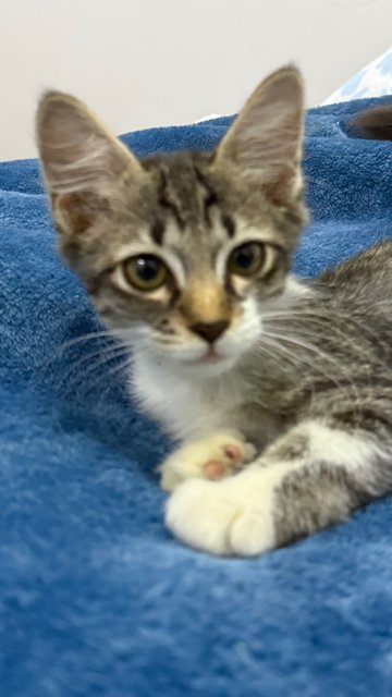 Mambo  - Domestic Short Hair Cat