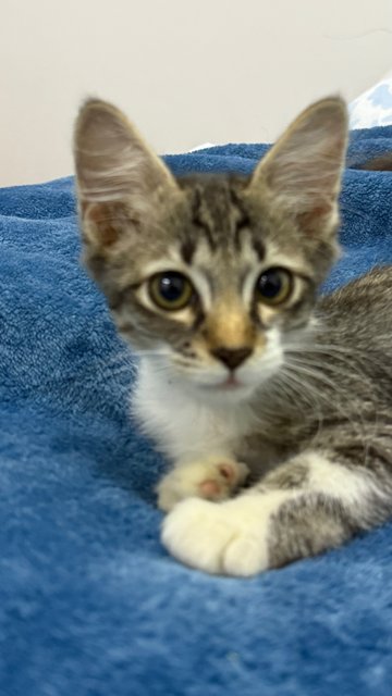 Mambo  - Domestic Short Hair Cat