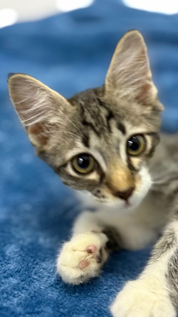 Mambo  - Domestic Short Hair Cat