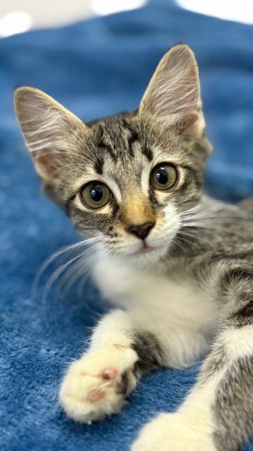 Mambo  - Domestic Short Hair Cat