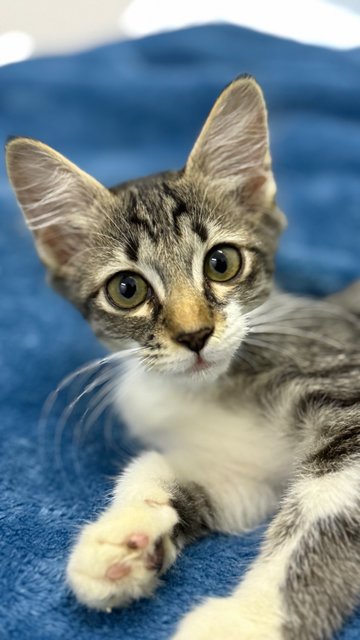 Mambo  - Domestic Short Hair Cat