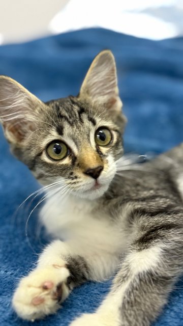 Mambo  - Domestic Short Hair Cat