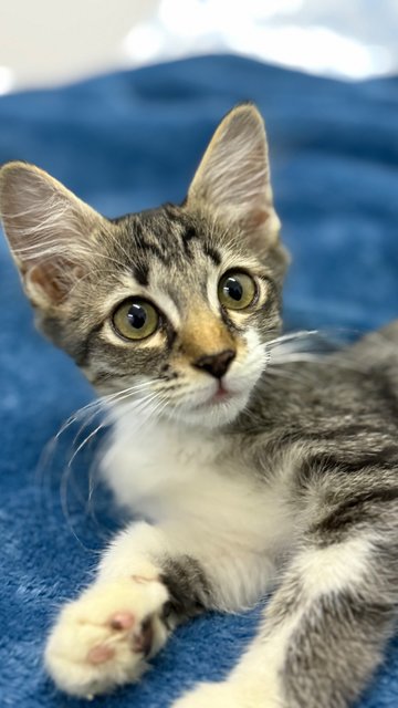 Mambo  - Domestic Short Hair Cat