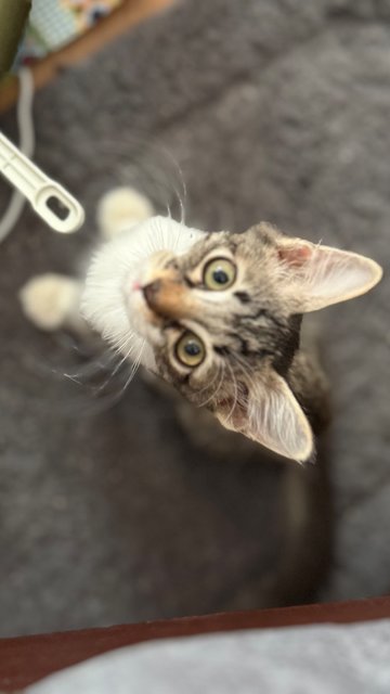 Mambo  - Domestic Short Hair Cat