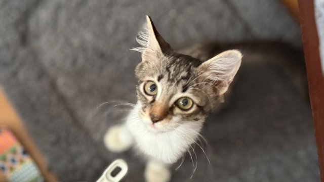 Mambo  - Domestic Short Hair Cat