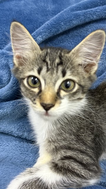 Mambo  - Domestic Short Hair Cat