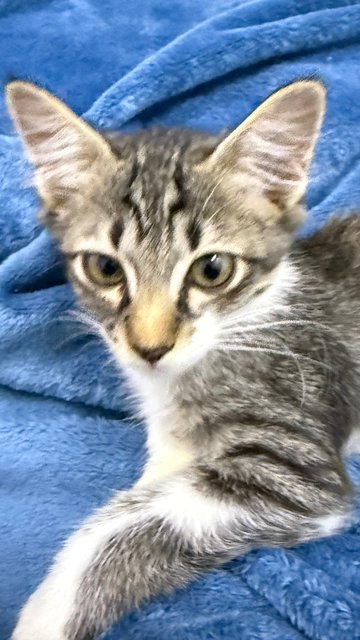 Mambo  - Domestic Short Hair Cat