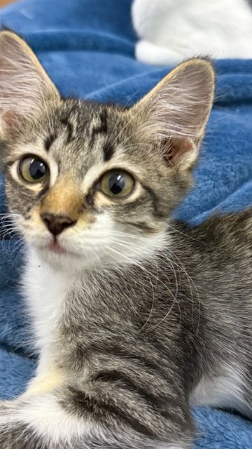 Mambo  - Domestic Short Hair Cat
