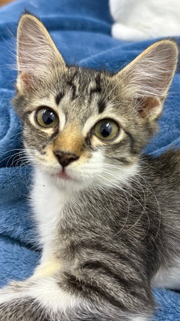 Mambo  - Domestic Short Hair Cat