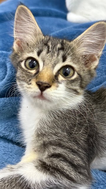 Mambo  - Domestic Short Hair Cat