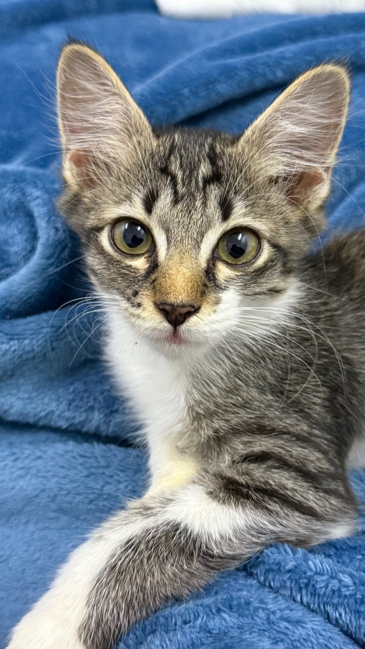 Mambo  - Domestic Short Hair Cat