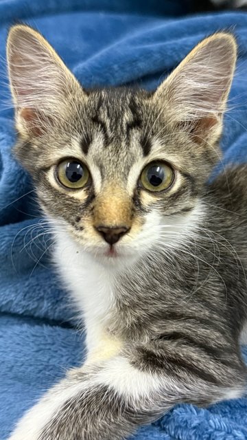 Mambo  - Domestic Short Hair Cat
