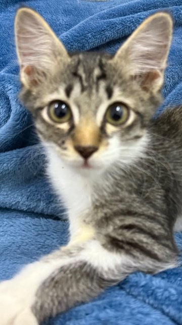 Mambo  - Domestic Short Hair Cat