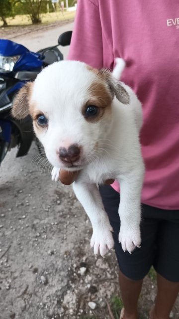 Mama’s Pups  - Mixed Breed Dog
