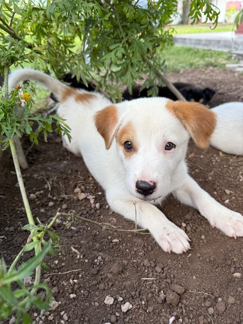 Mama’s Pups  - Mixed Breed Dog