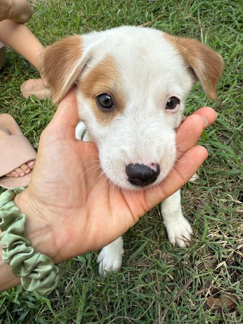 Mama’s Pups  - Mixed Breed Dog