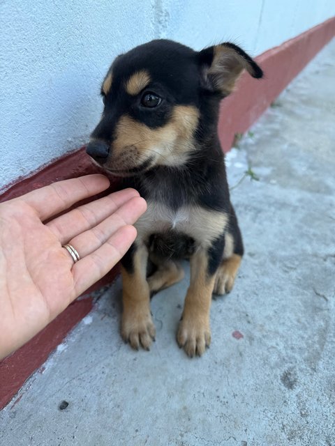 Mama’s Pups  - Mixed Breed Dog