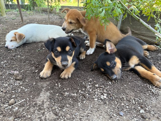 Mama’s Pups  - Mixed Breed Dog
