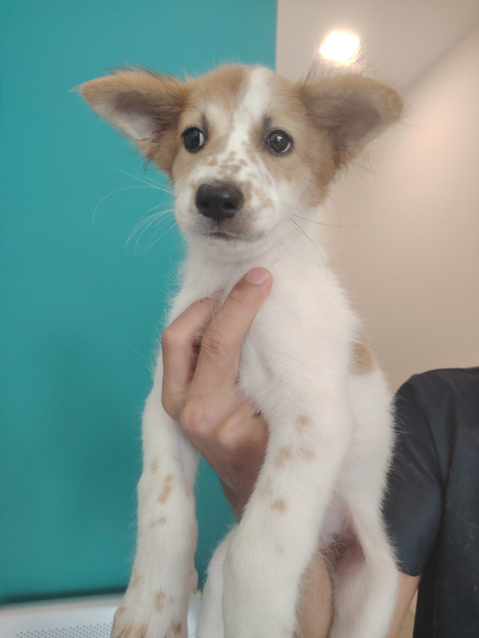 🌹sweet Leia🌹 - Mixed Breed Dog